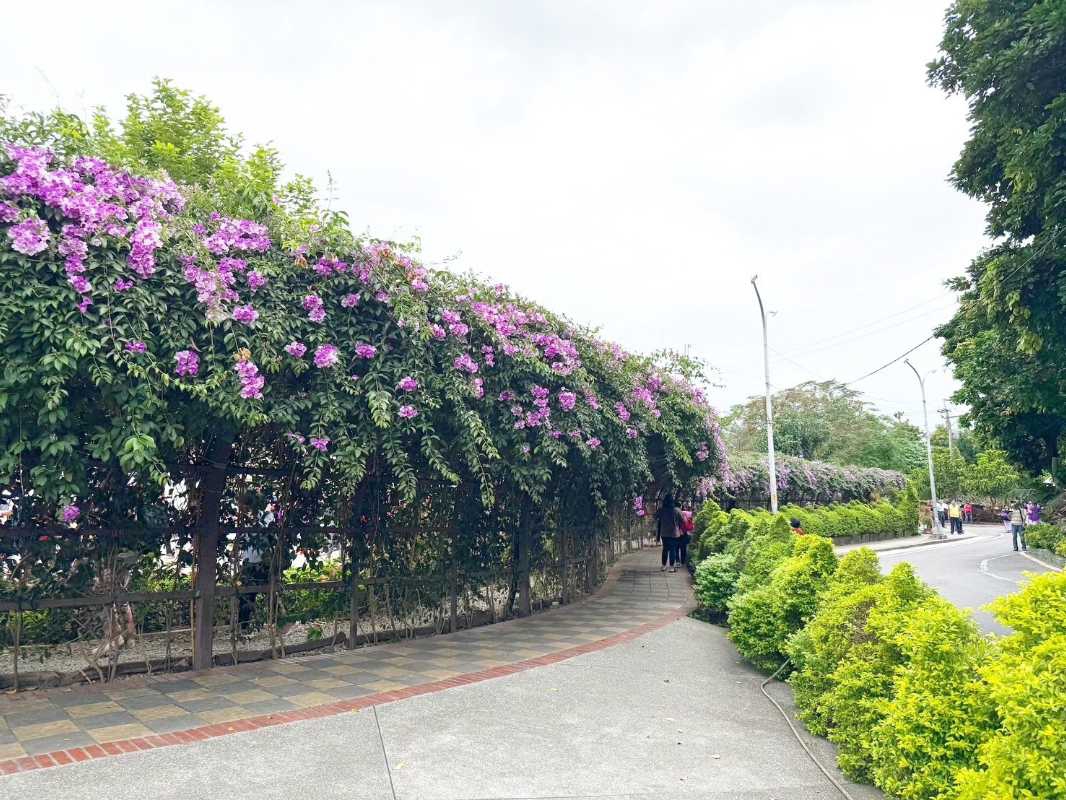 秋賞夢幻紫色花瀑——免出國！新北「蒜香藤」期間限定盛開。（圖/新北市政府 提供）