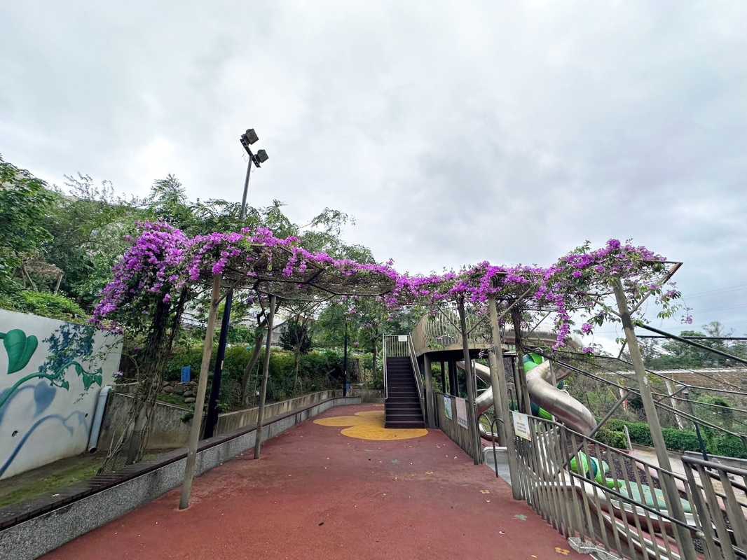 秋賞夢幻紫色花瀑——免出國！新北「蒜香藤」期間限定盛開。（圖/新北市政府 提供）