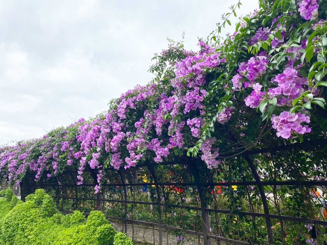 秋賞夢幻紫色花瀑——免出國！新北「蒜香藤」期間限定盛開。（圖/新北市政府 提供）