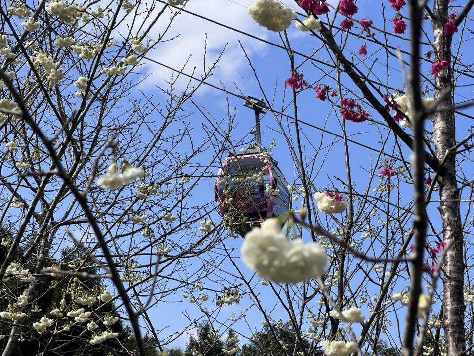 五感體驗新境界！櫻花茶會結合音樂、茗茶與美景（圖：九族文化村 提供）